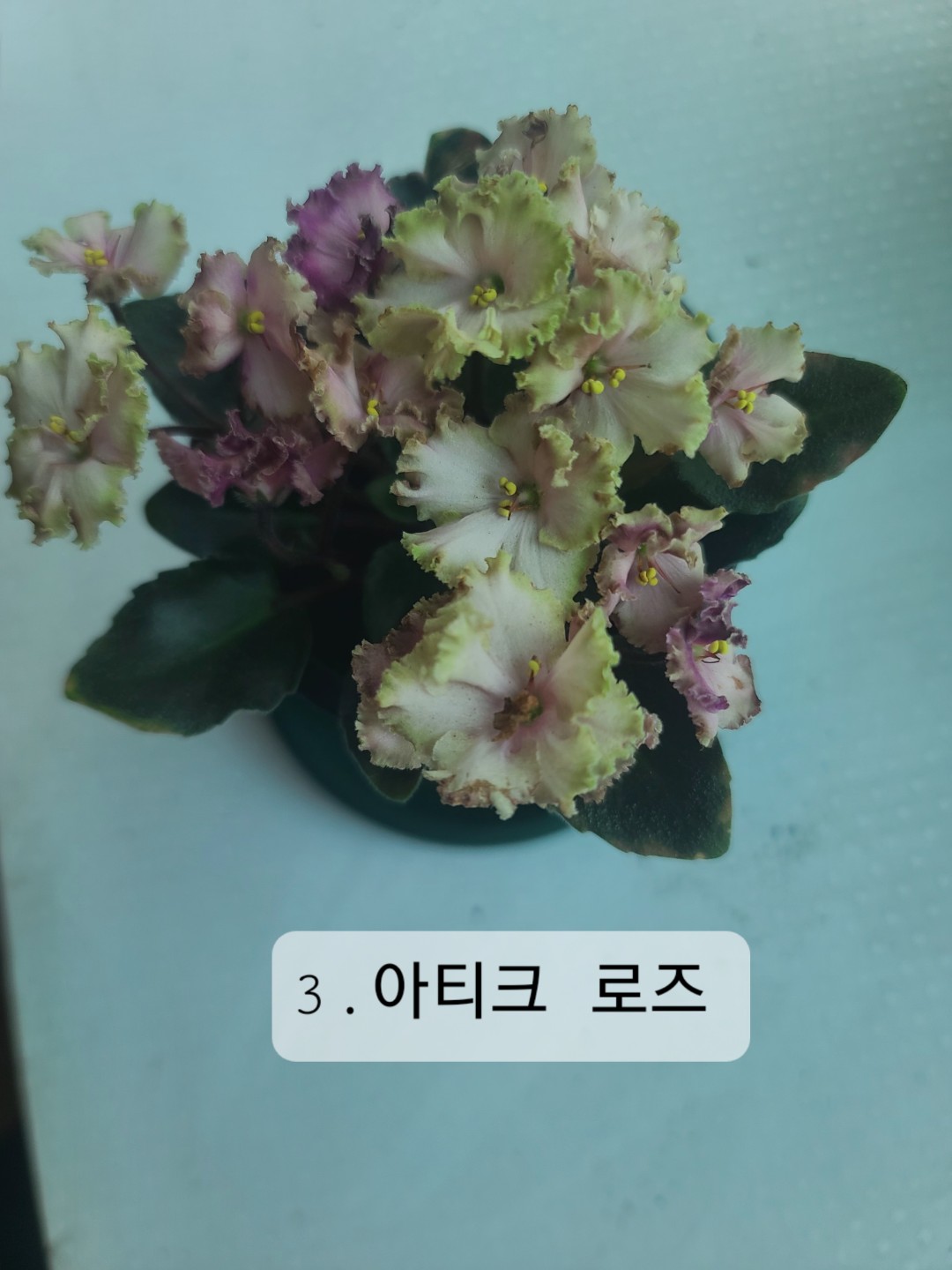Post image 7