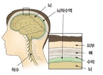 뇌가 건강하려면..
