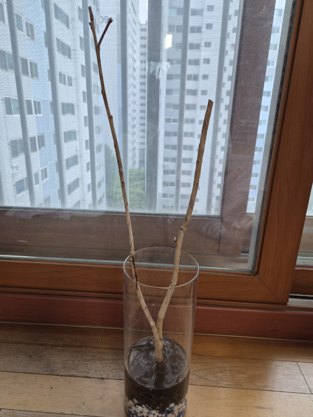 동백나무 소생