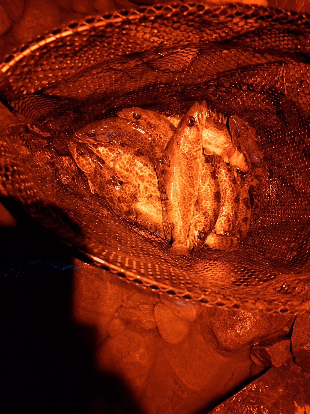 Post image 13