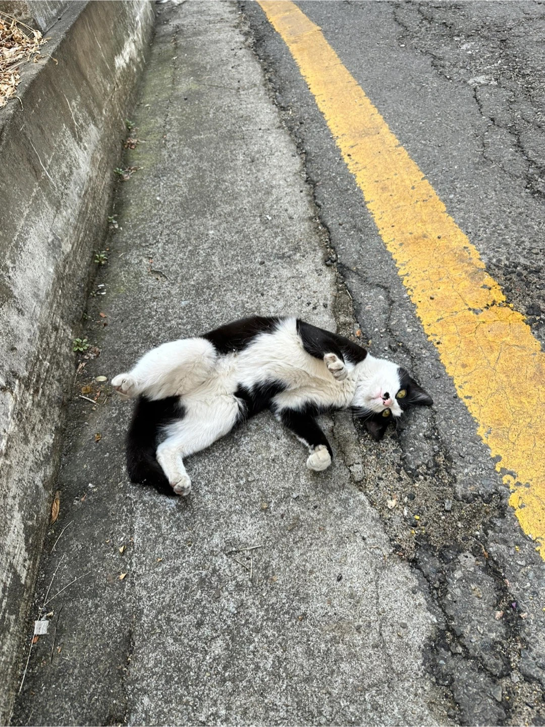 완전 애교냥이 출산 임박 장기임보 입양 하실분 없으실까요ㅠㅠ