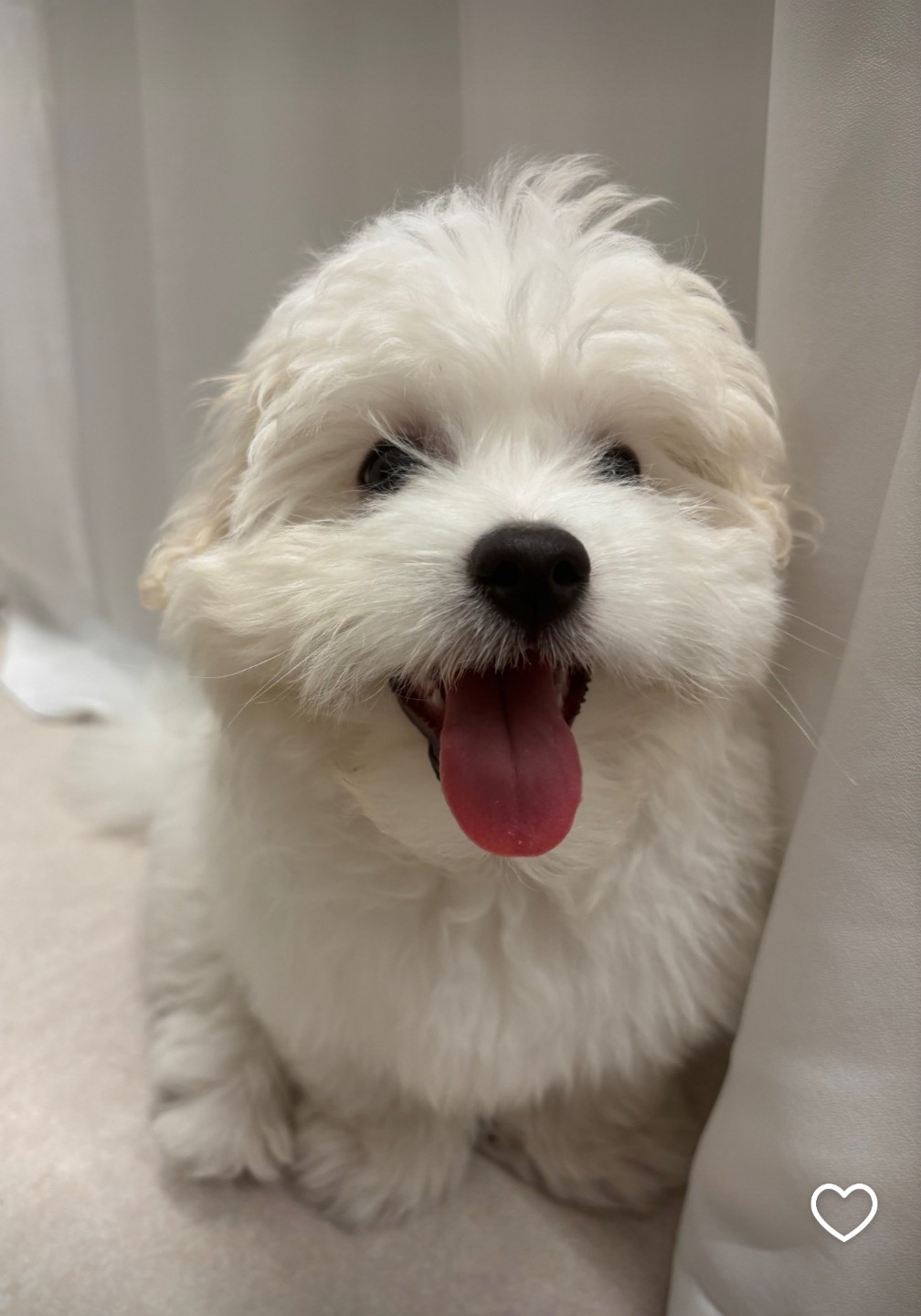 이번주도 진행 할까용?