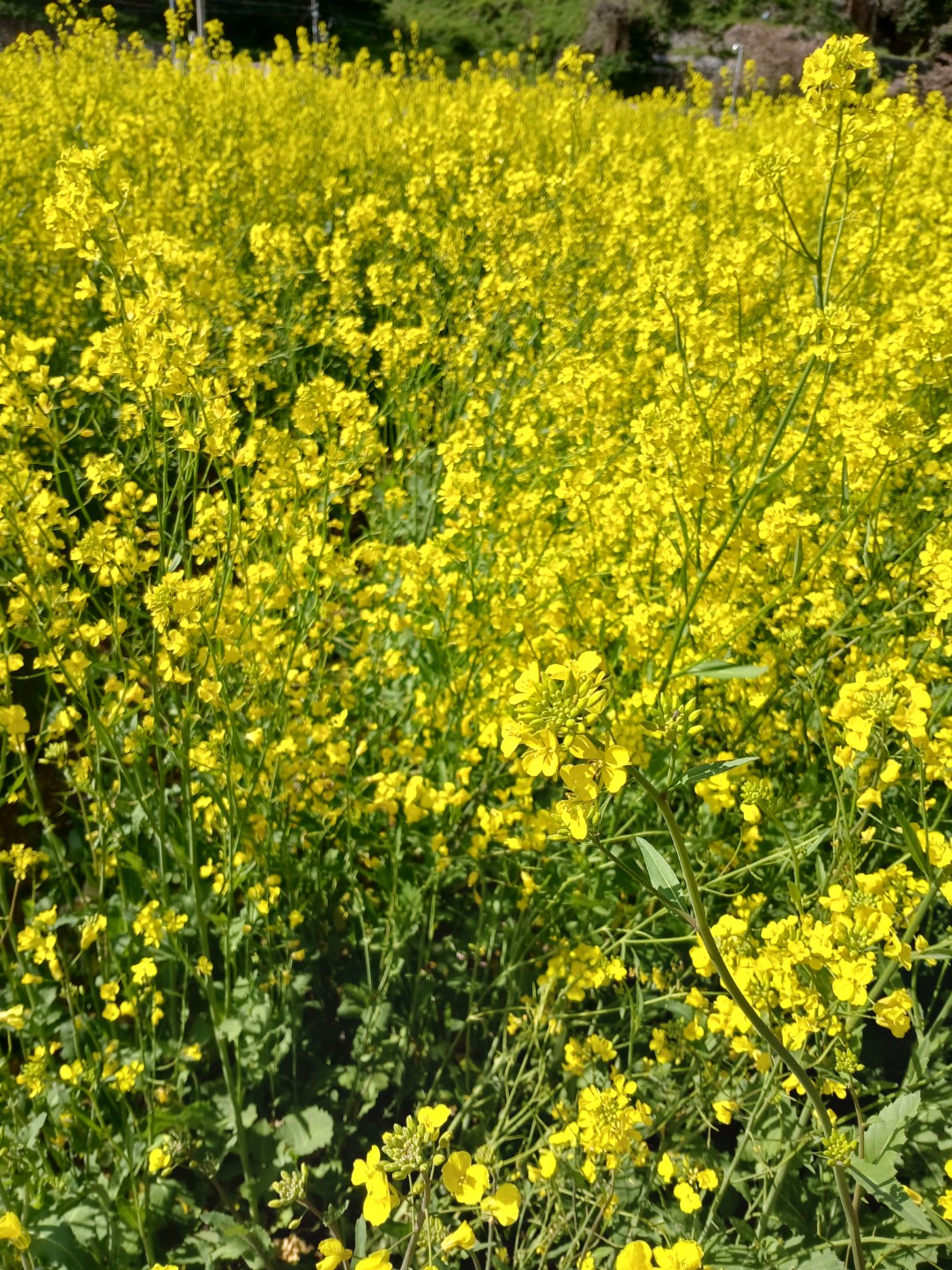 섬마을에서~아침산책길