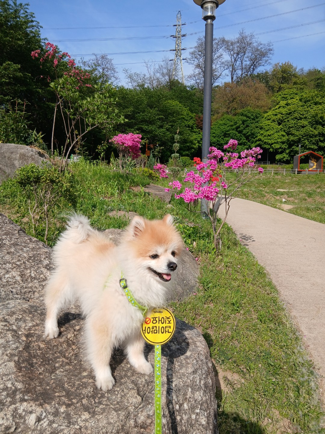 꼬미랑 근처 공원에서