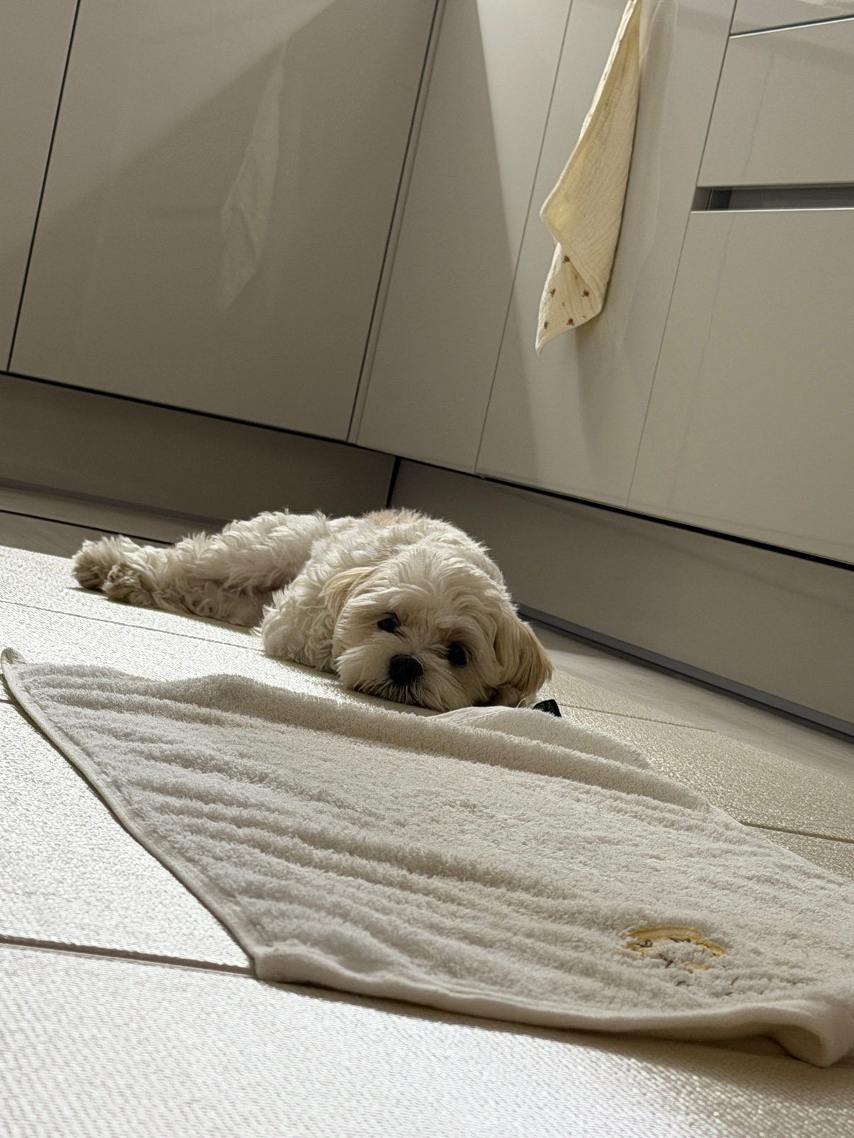 마장이의 일상을 공개!