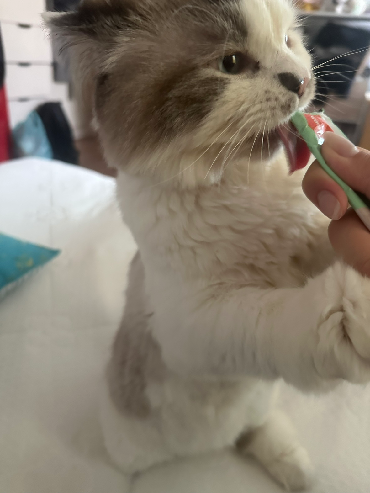 츄르 진심남 이다롱