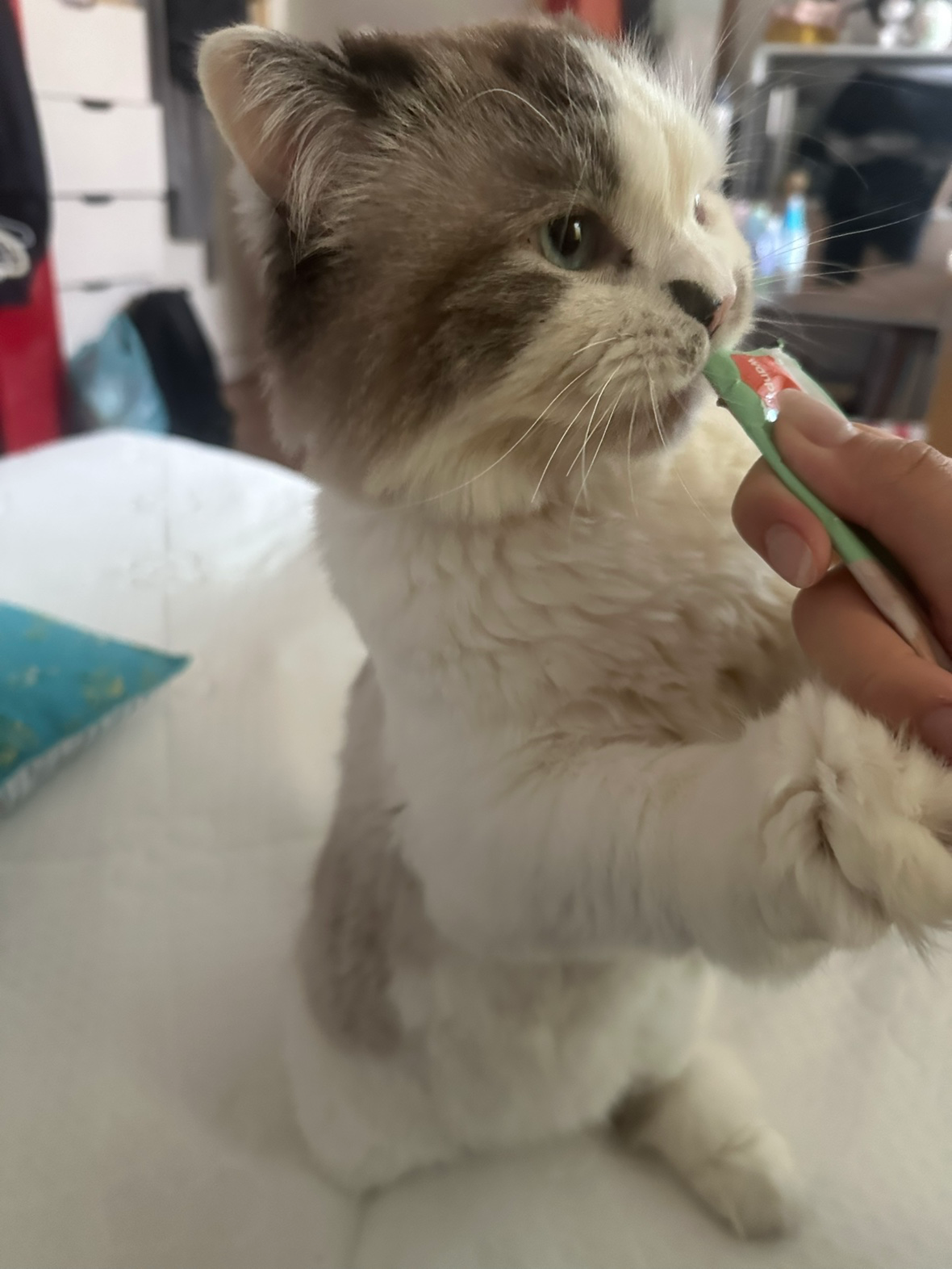 츄르 진심남 이다롱