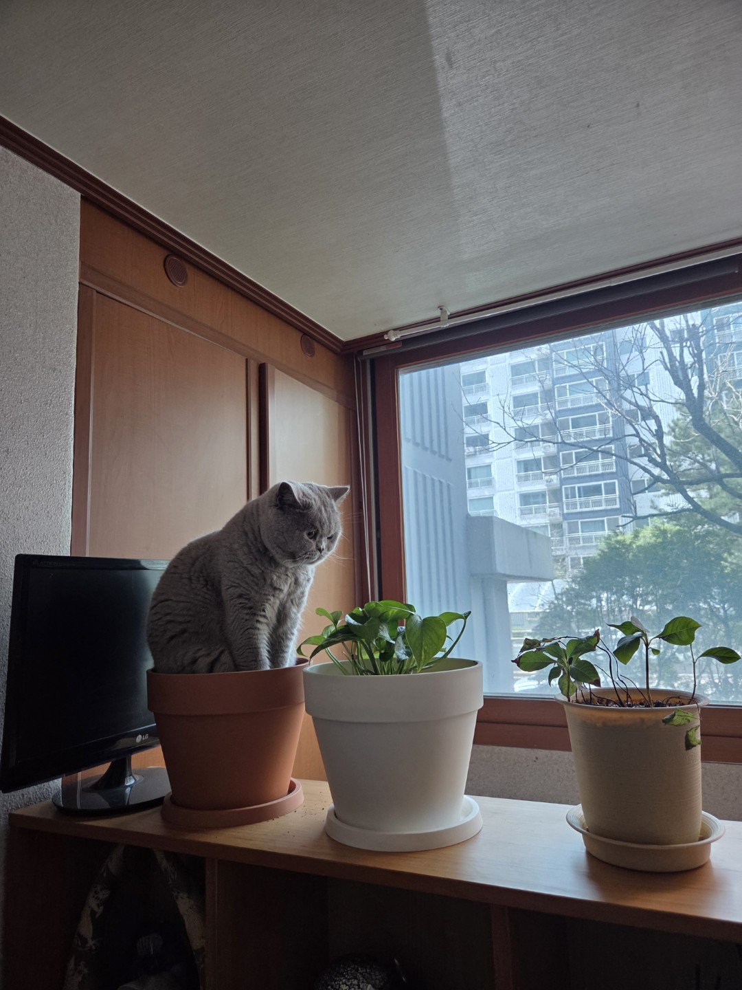 냥이화분 예쁘쥬