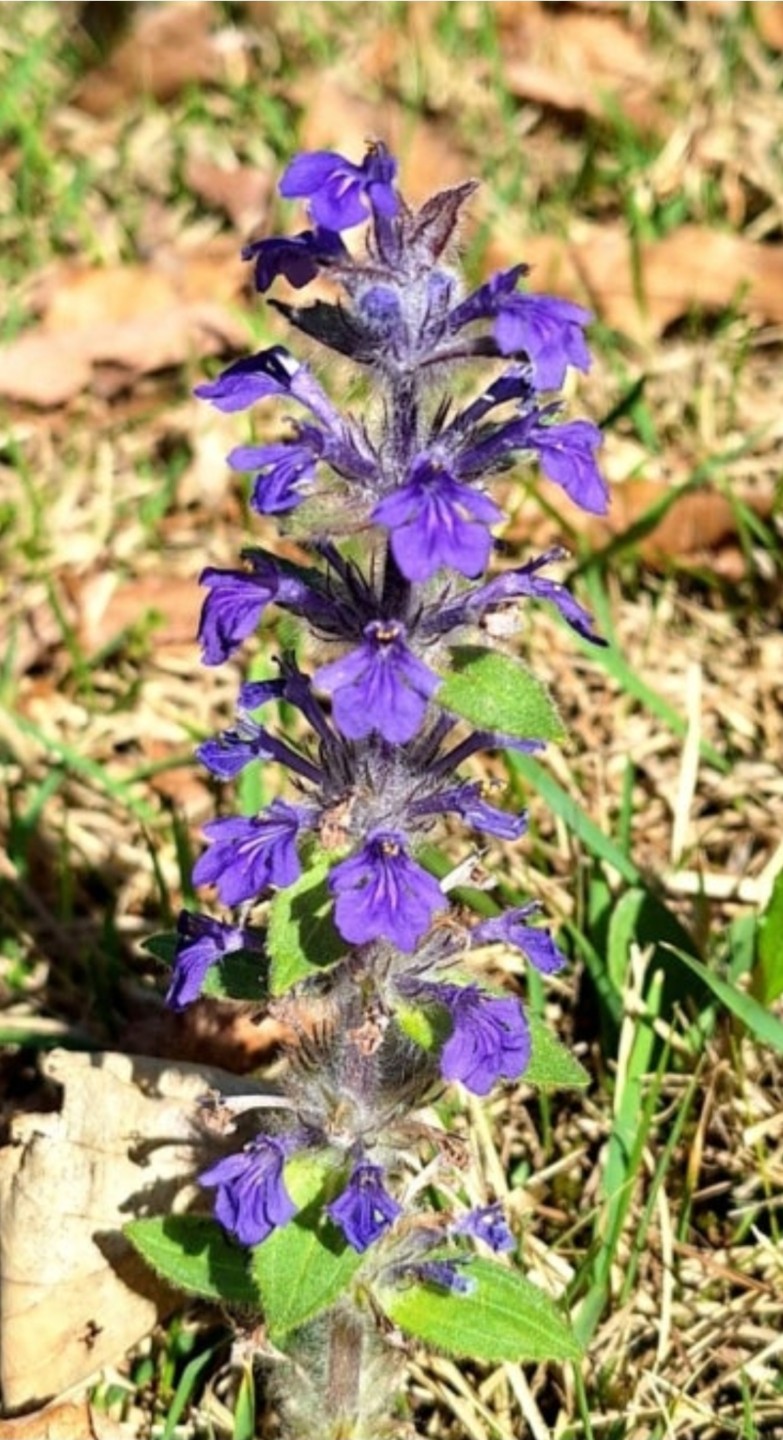 Post image 13