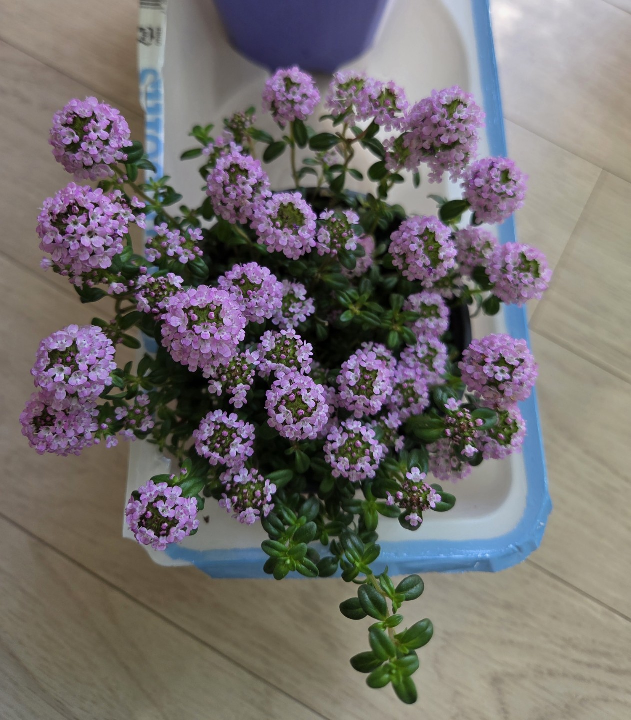 Post image 5