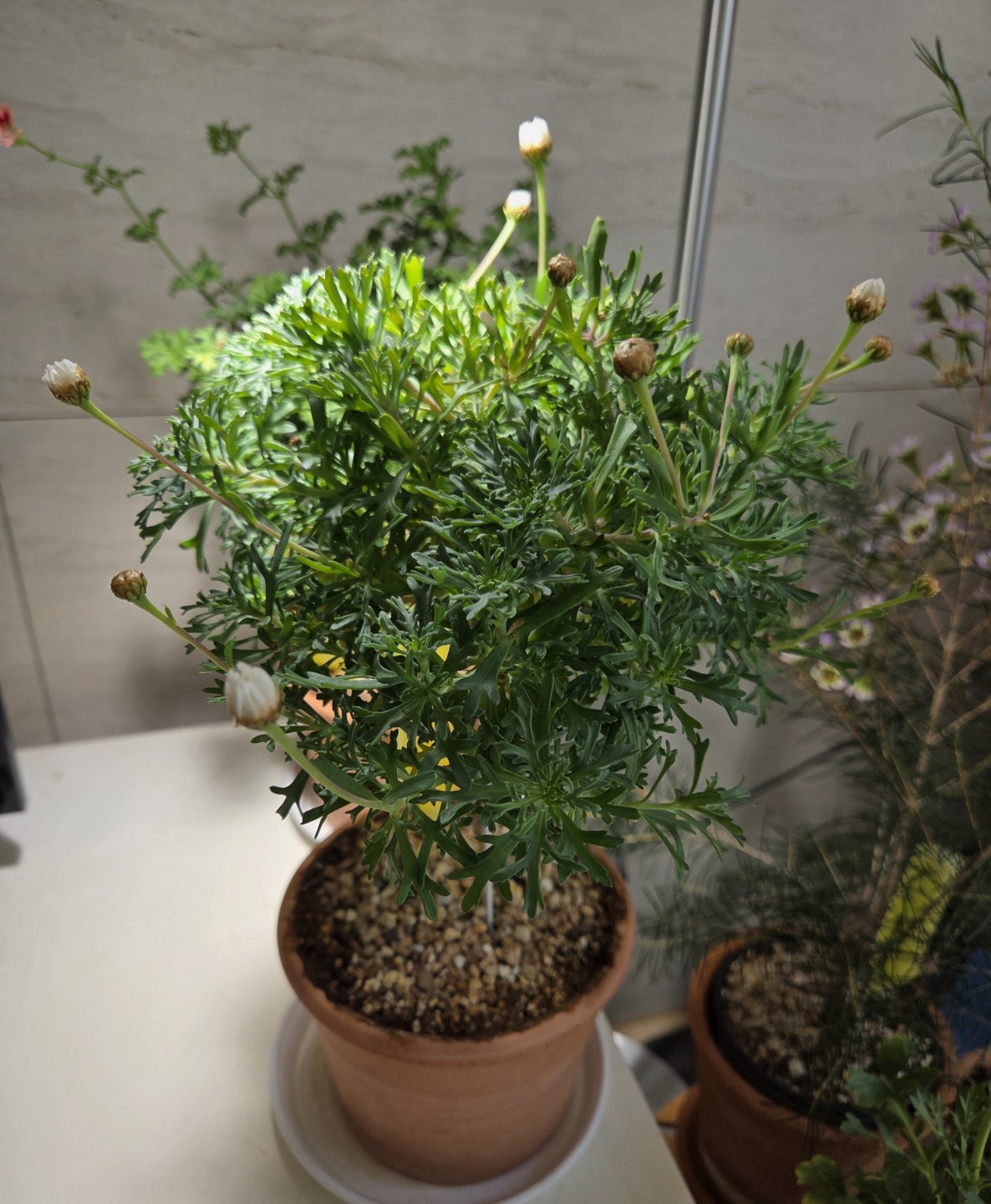 Post image 7