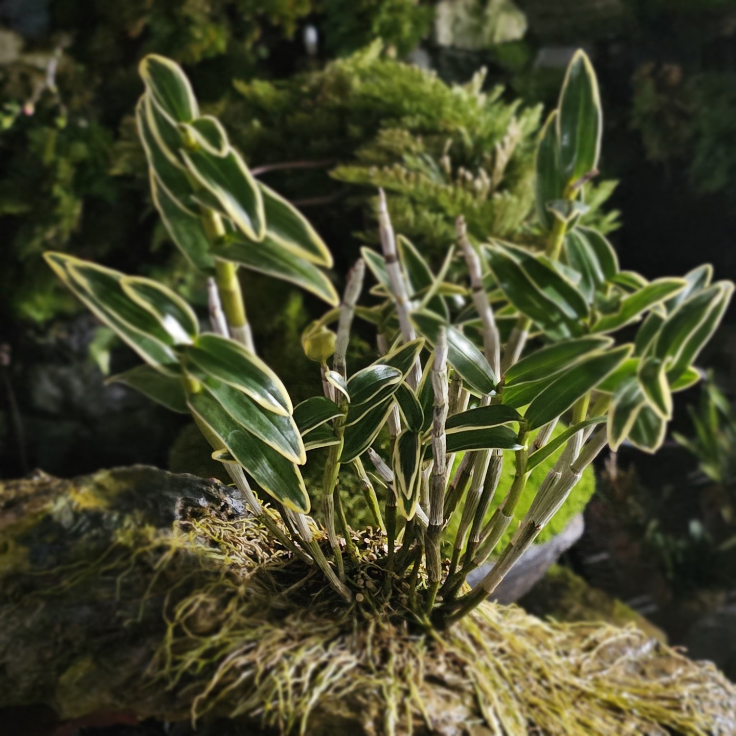 석곡 석부작 금영