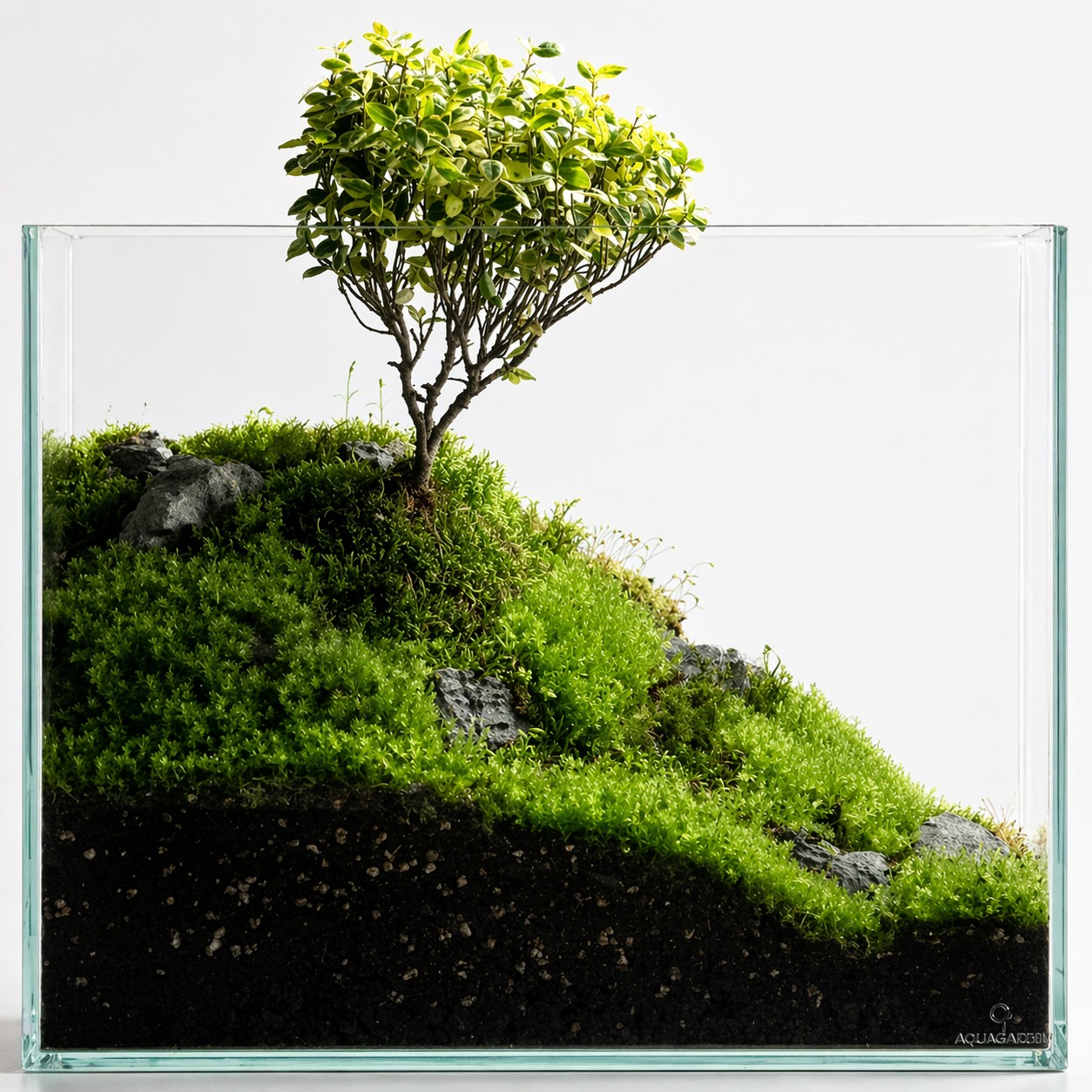 Post image 6
