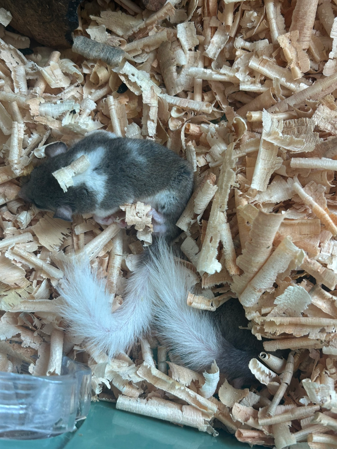 Post image 7