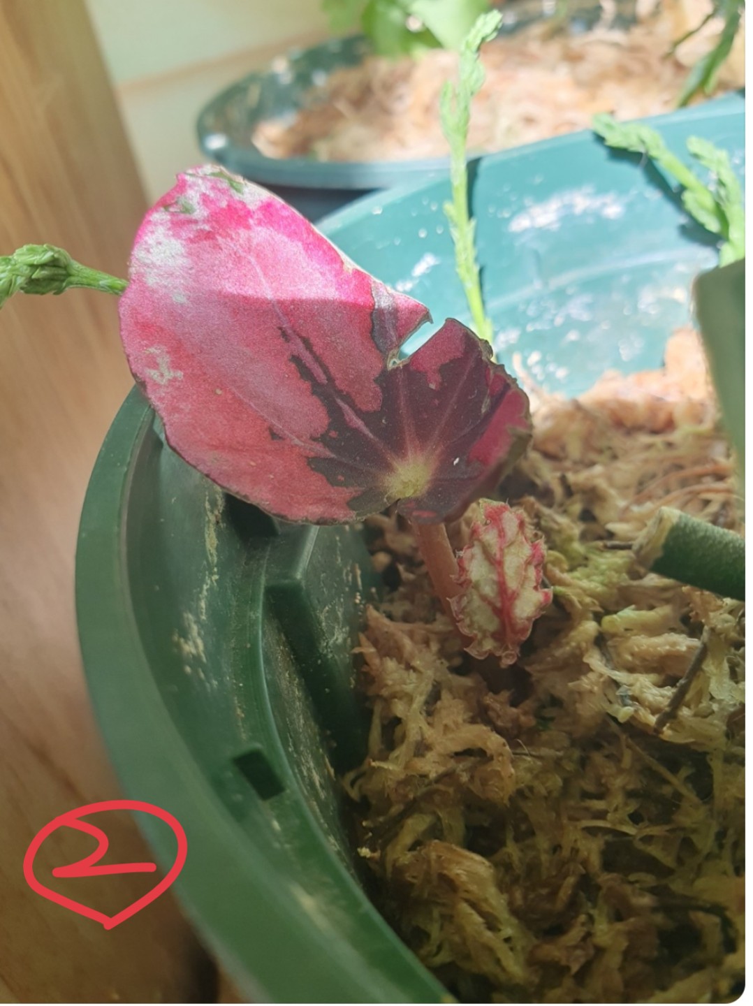 Post image 7