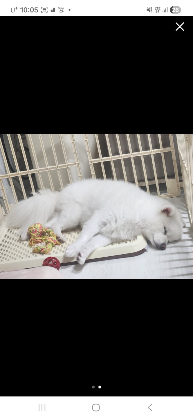 강아지 돌봄 ㅜㅠ