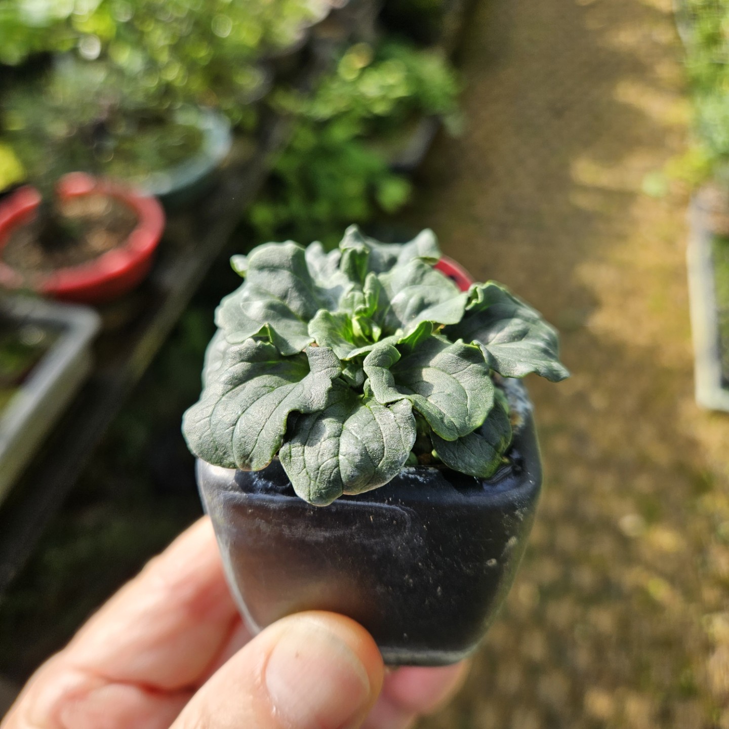 Post image 5