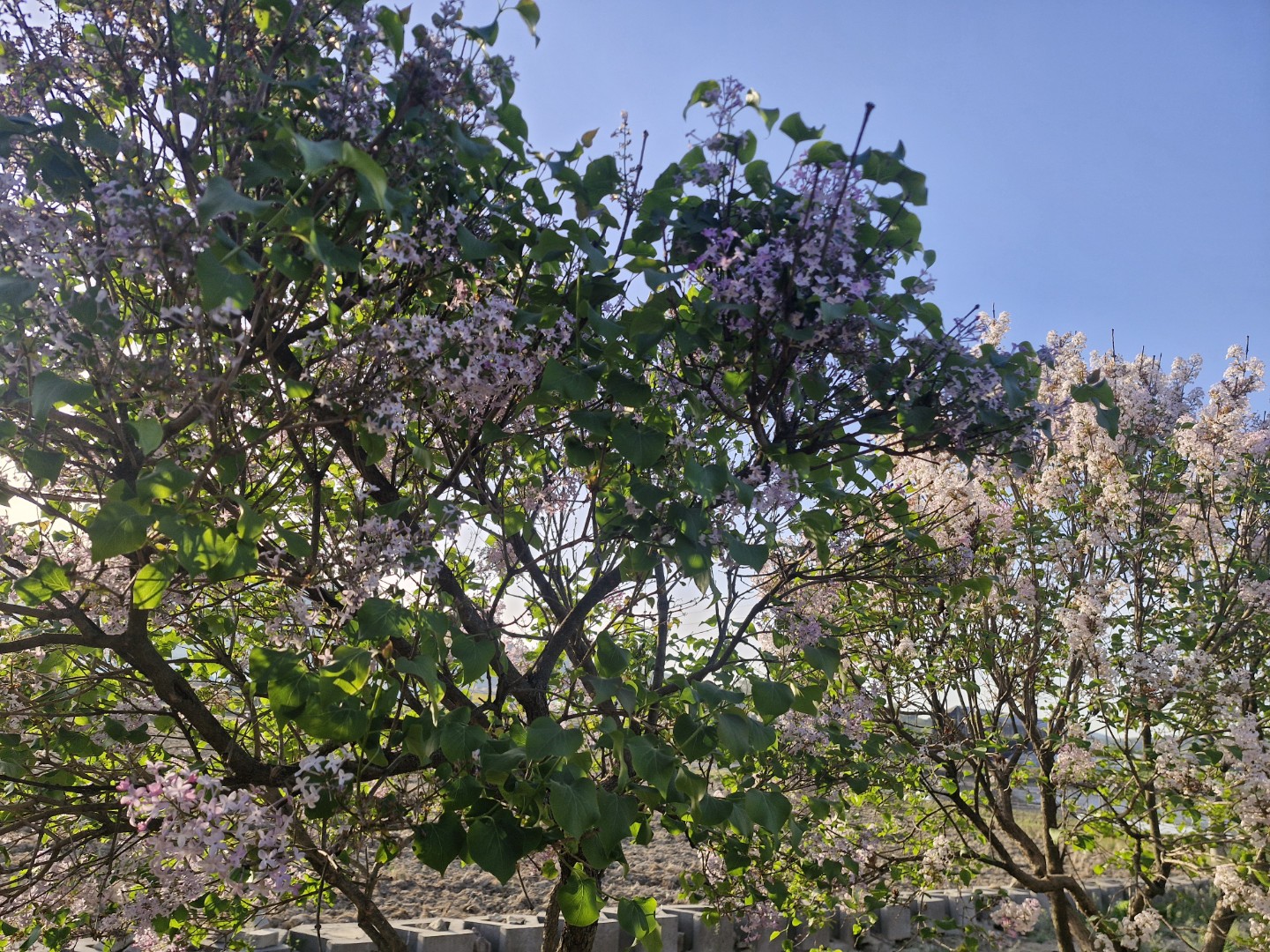 Post image 7