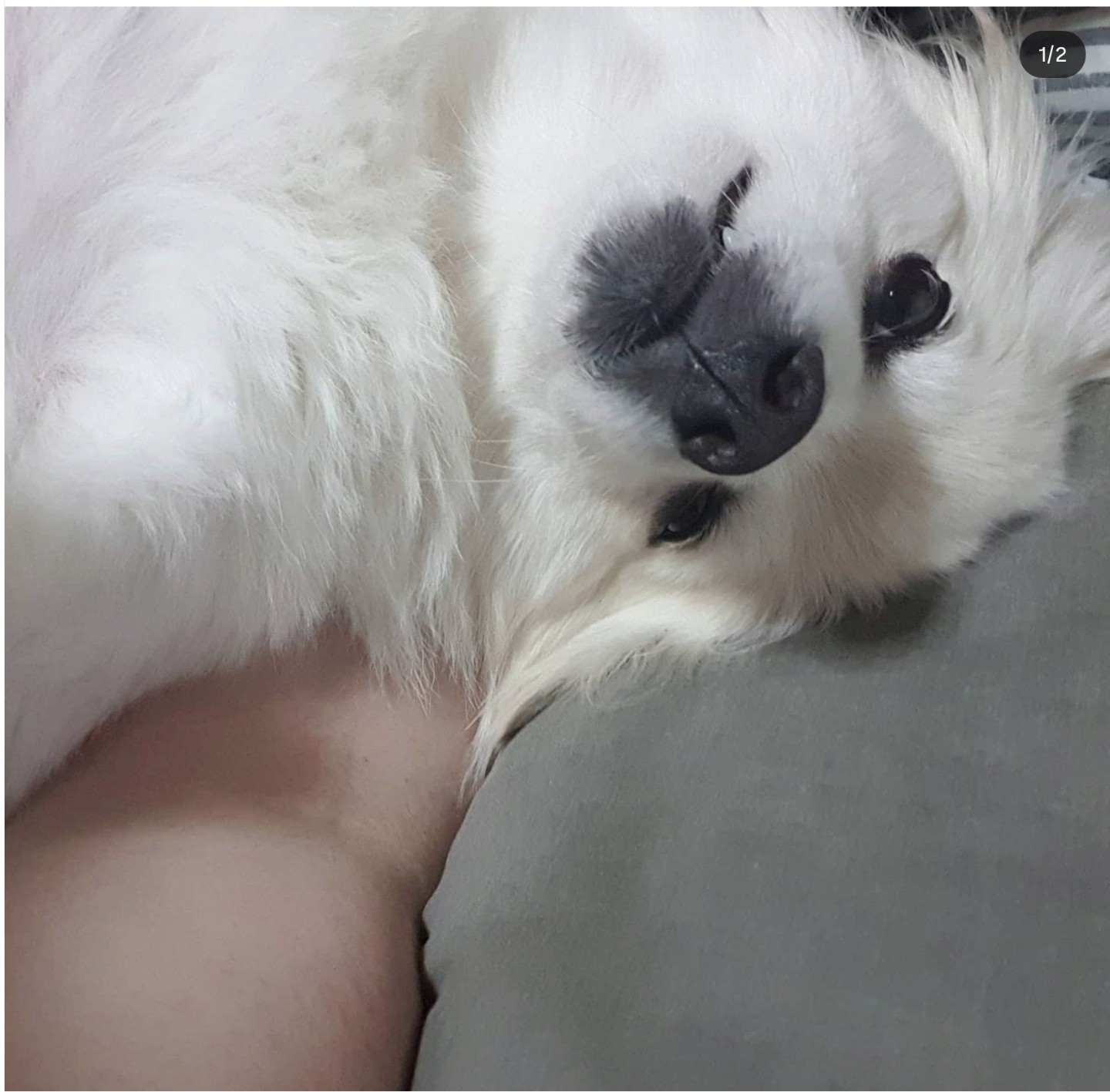 반려동물 피규어