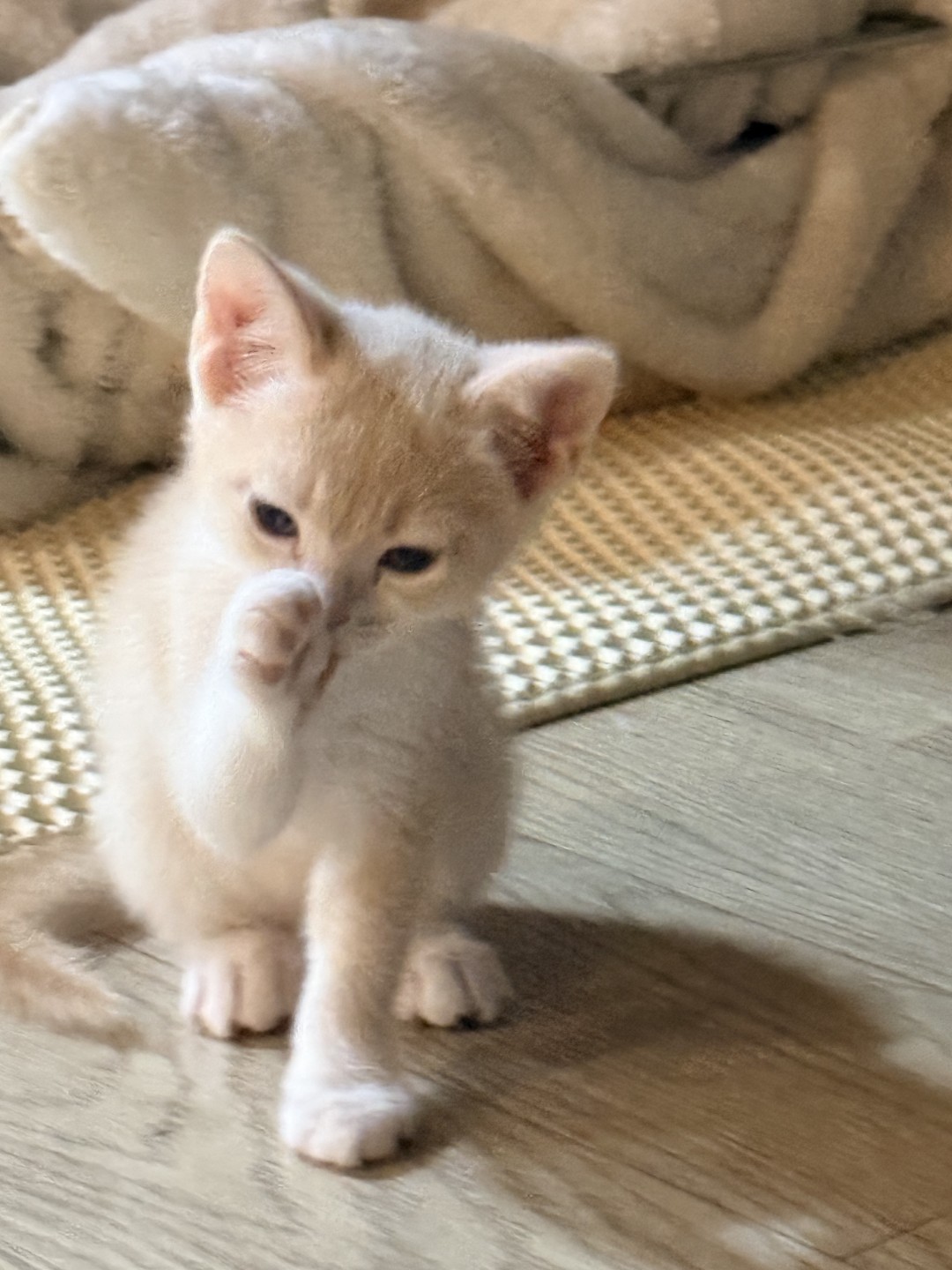 우리 냥이 자랑 타임! 😻