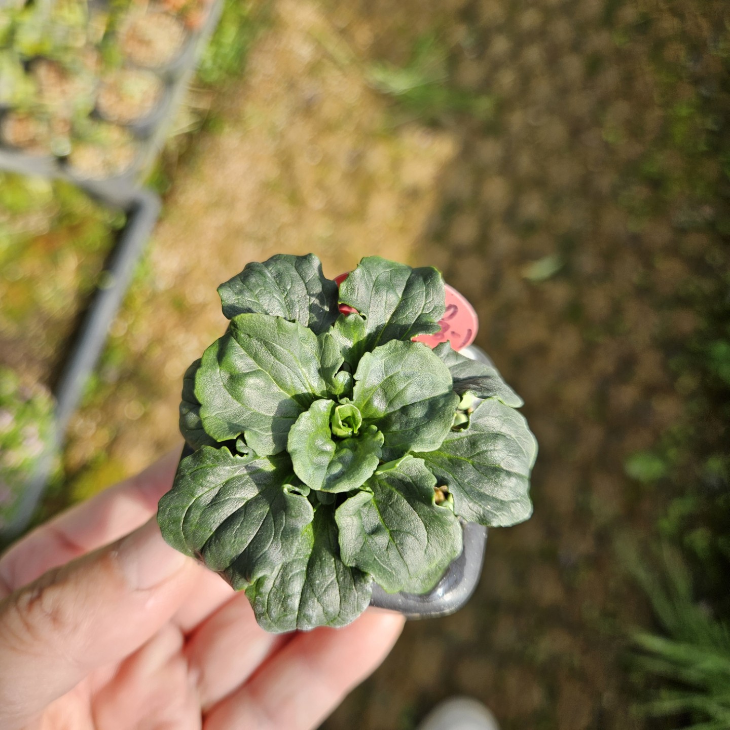 Post image 6