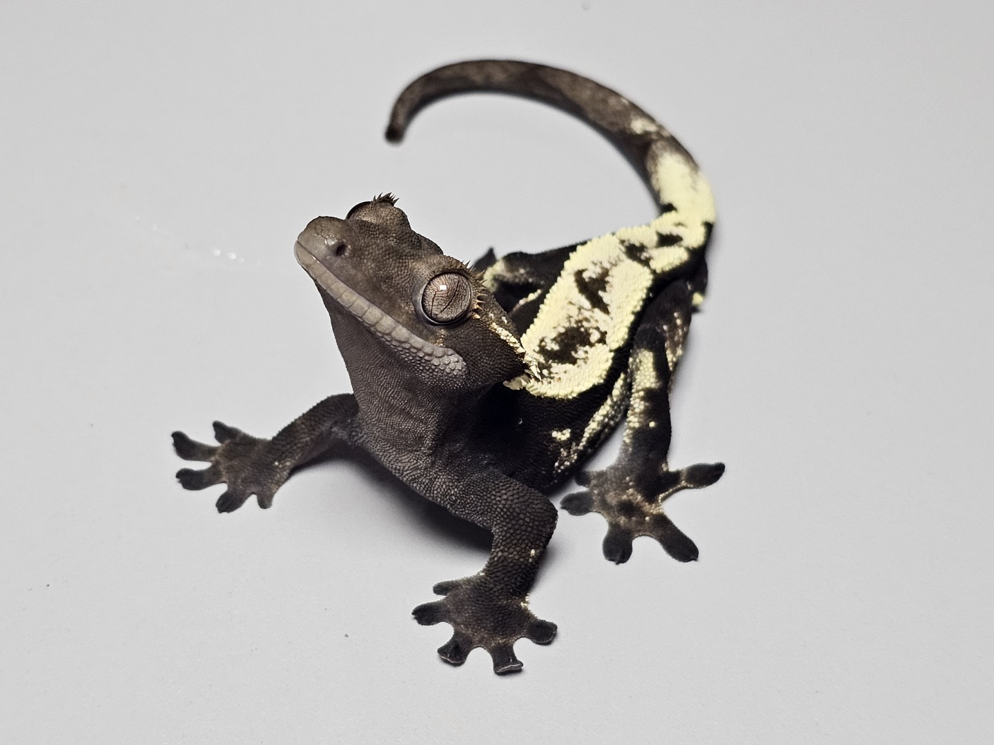 Post image 4