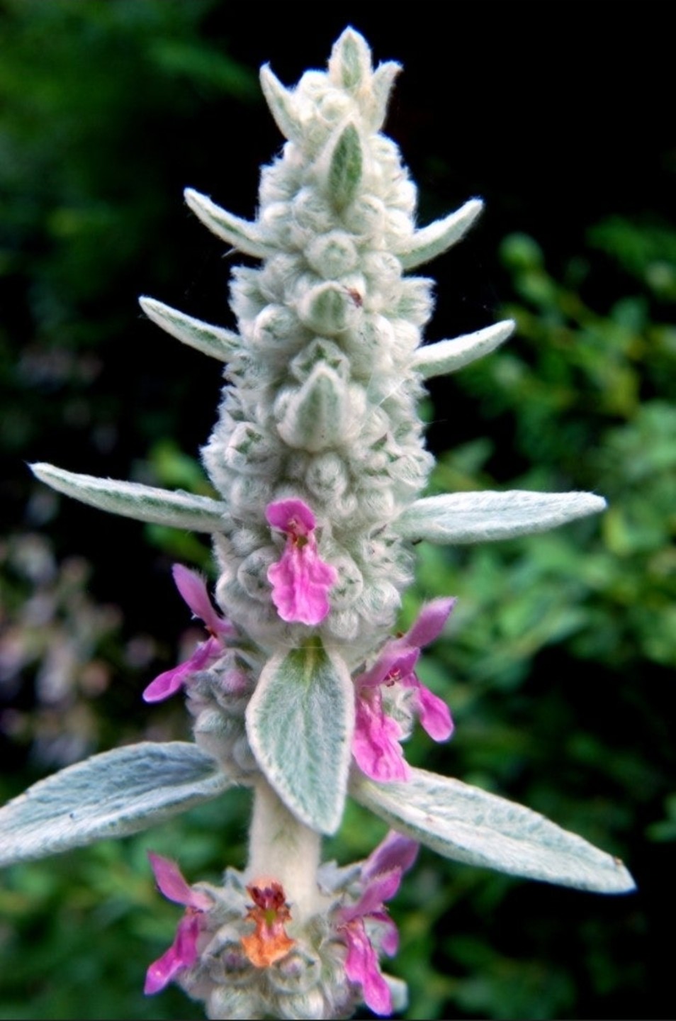 Post image 11