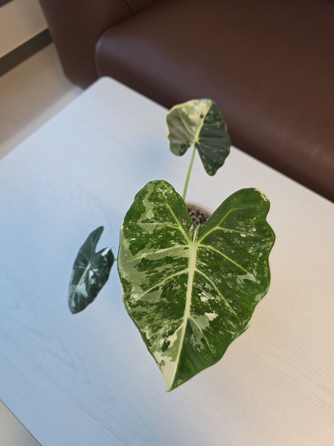 Post image 6