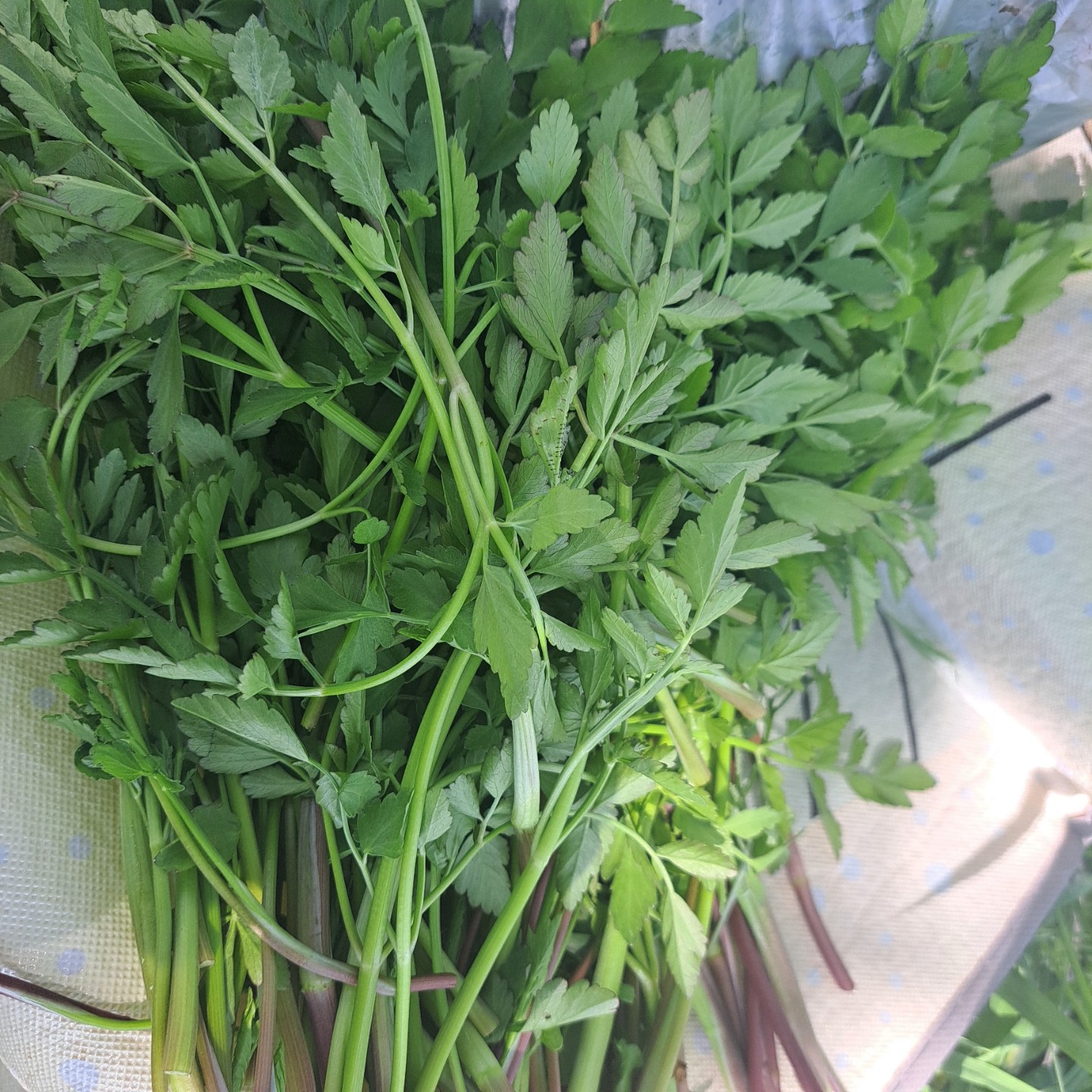 Post image 6