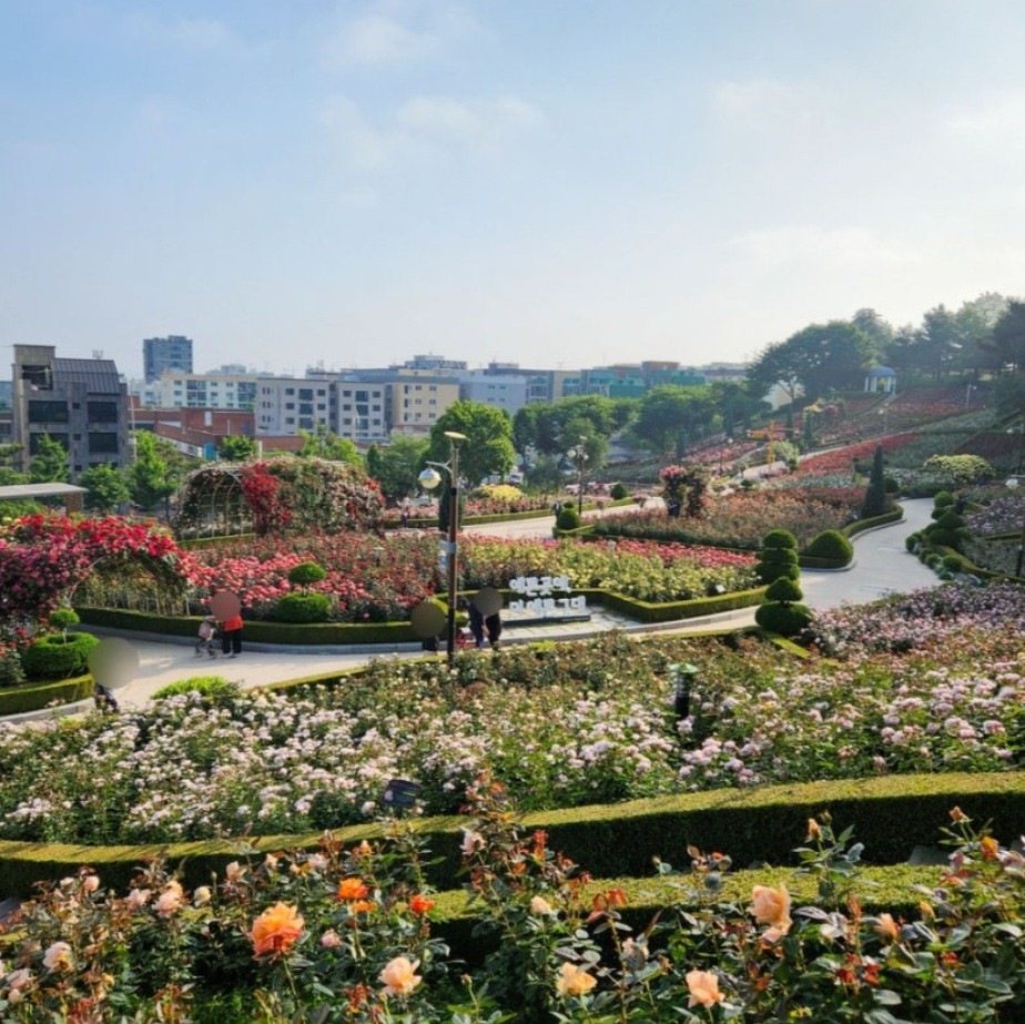 부천시 백만송이 장미공원