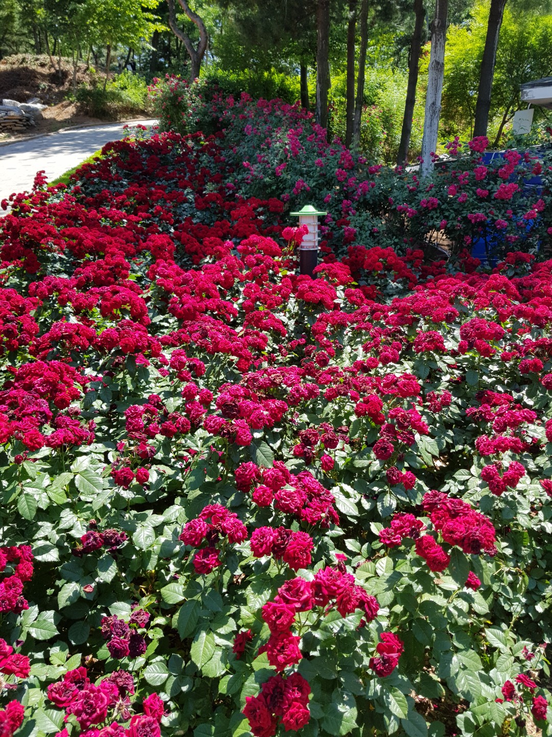 부천시 백만송이 장미공원