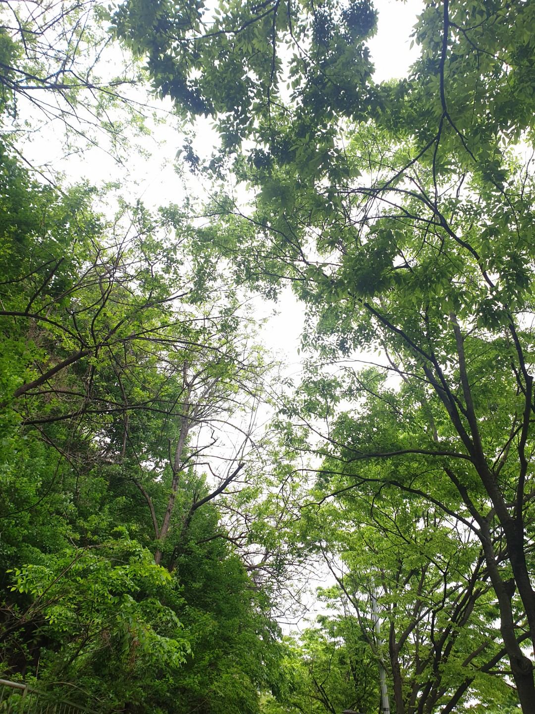 산책시 강아지 목줄은 #생명줄 입니다!
