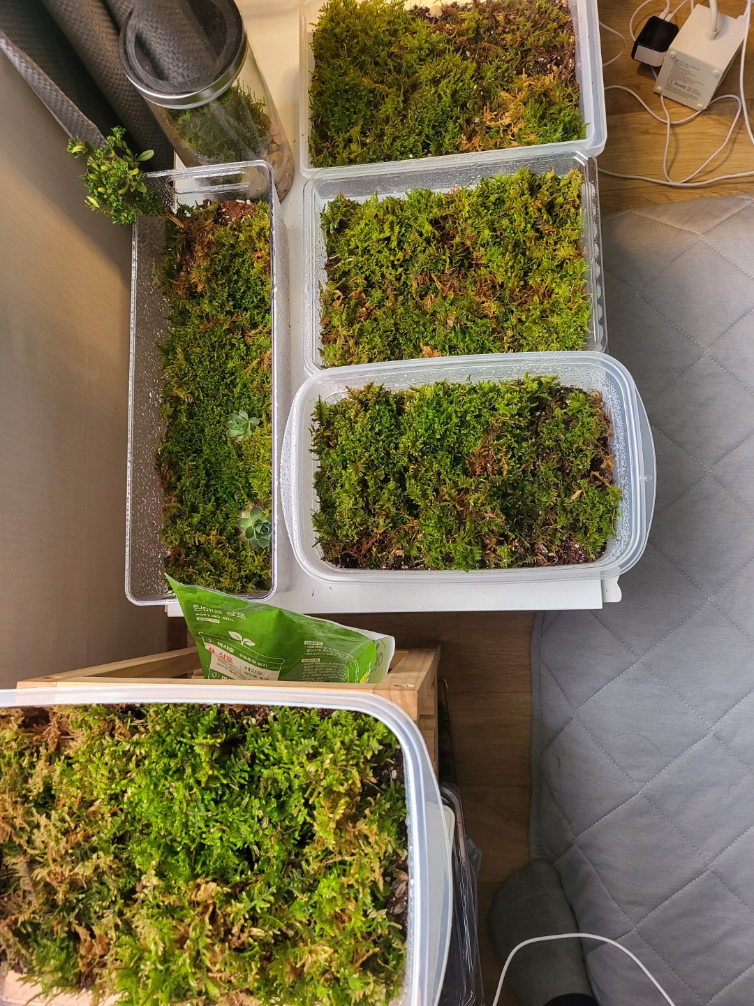 우리 이끼 친구 소개해요! 🌿