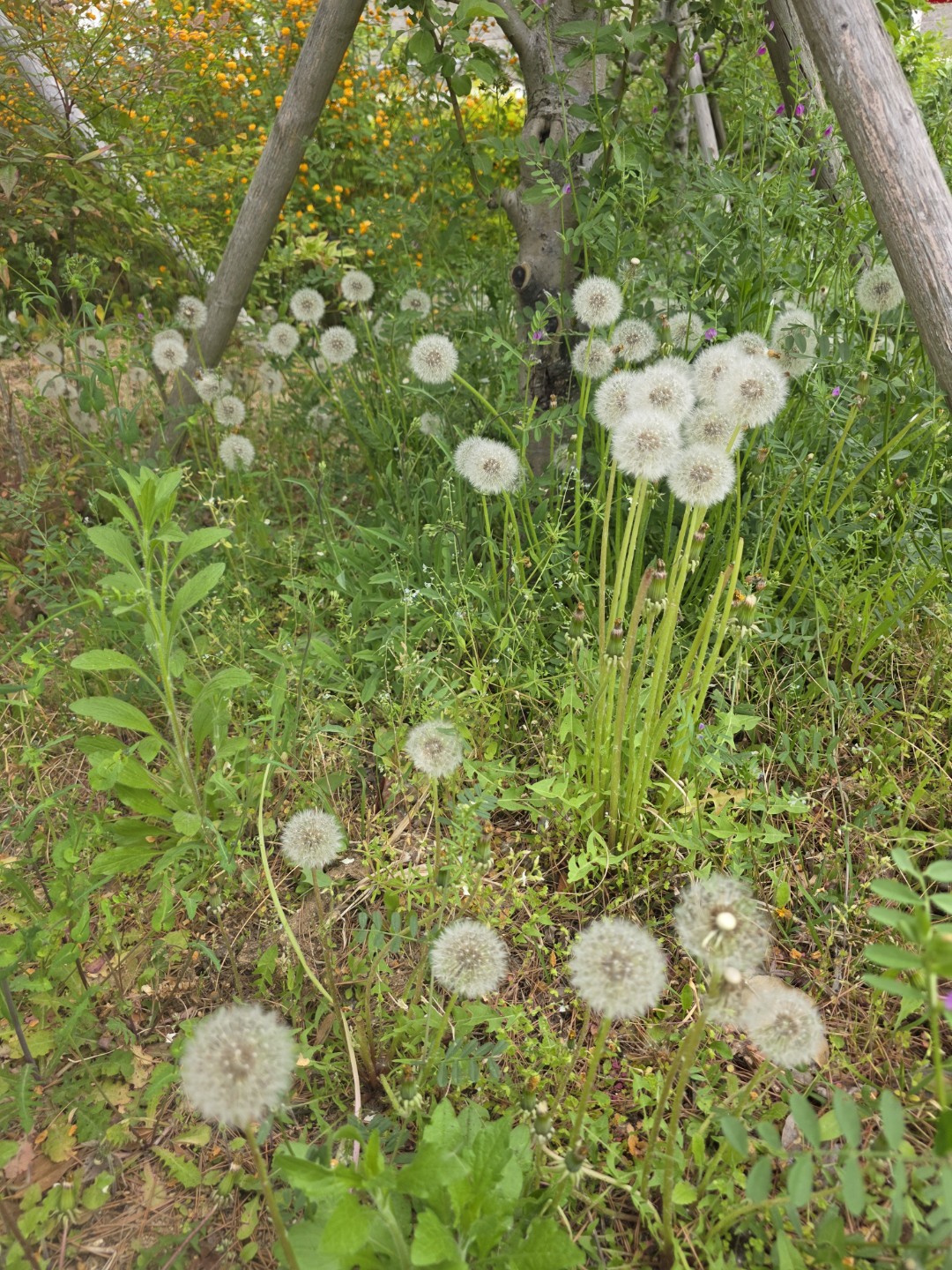 Post image 6