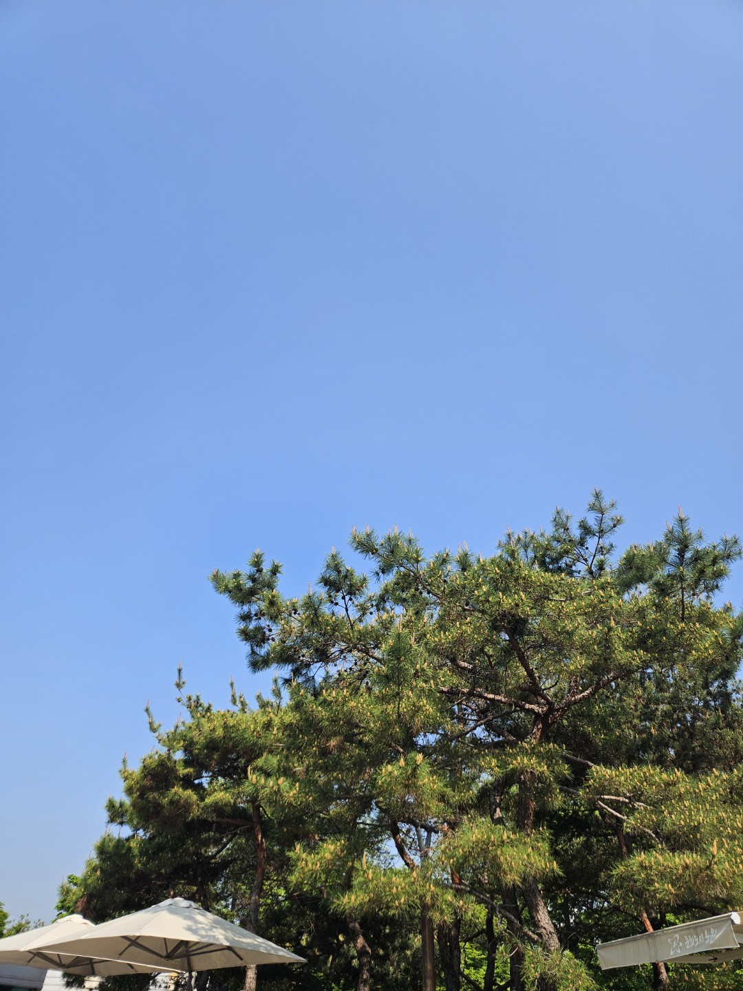 티없이 맑은 봄 하늘