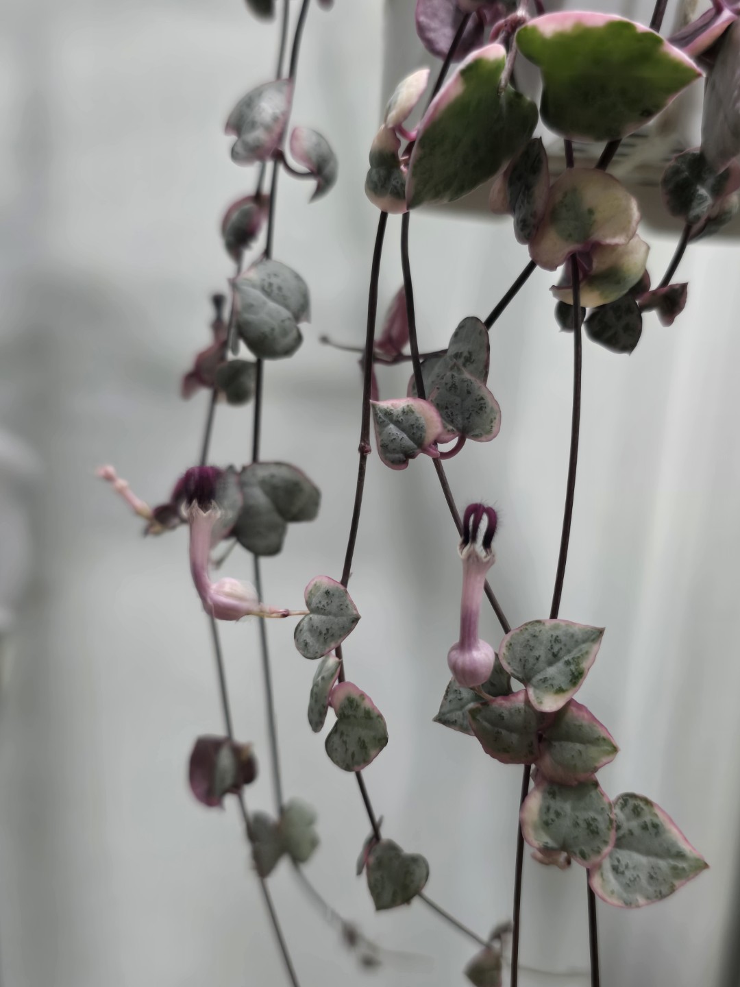 Post image 3