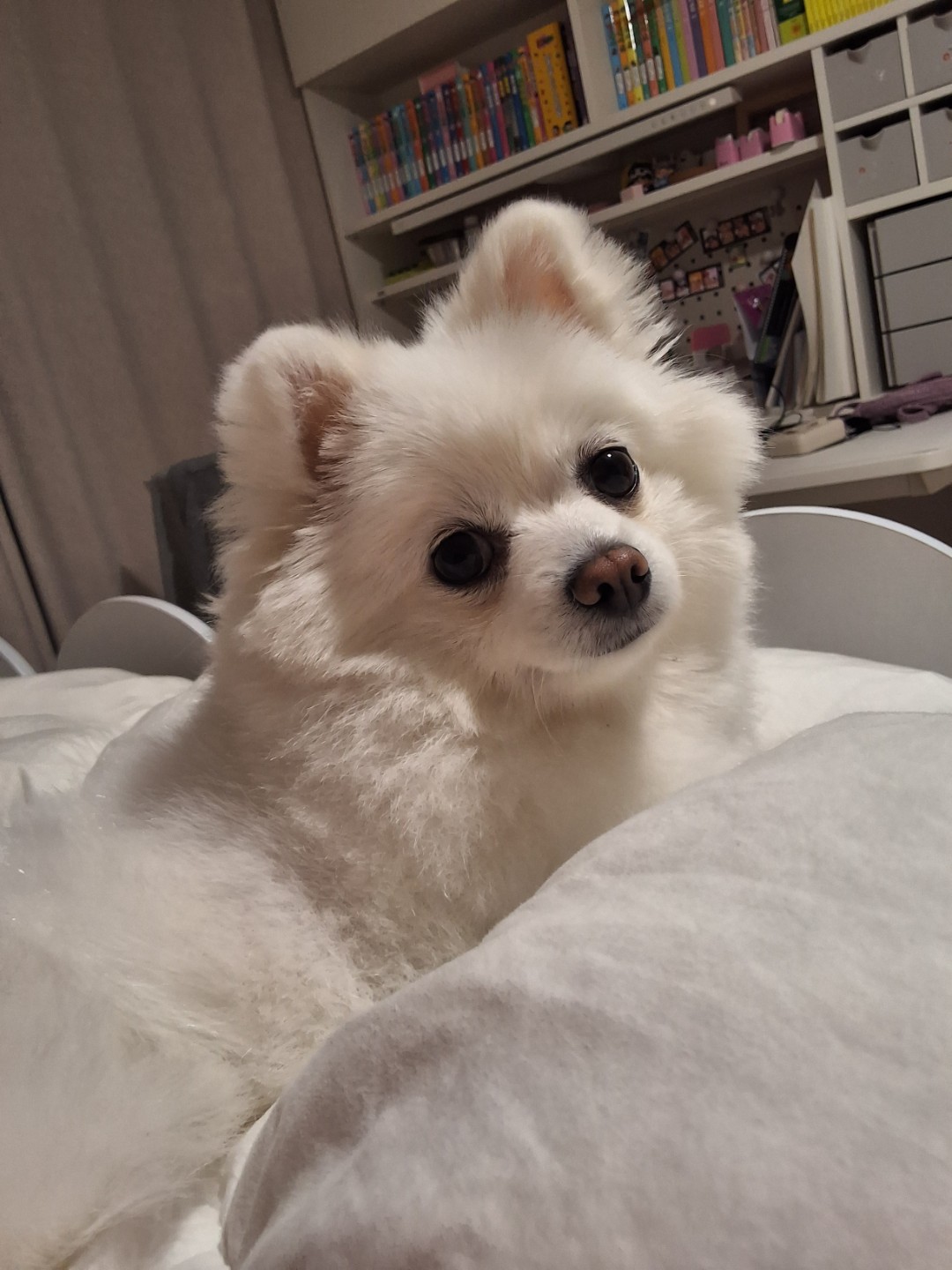 저희 집 강아지를 이모티콘으로 만들어보고 싶어요.