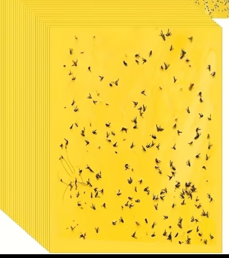 초파리 싫어요~