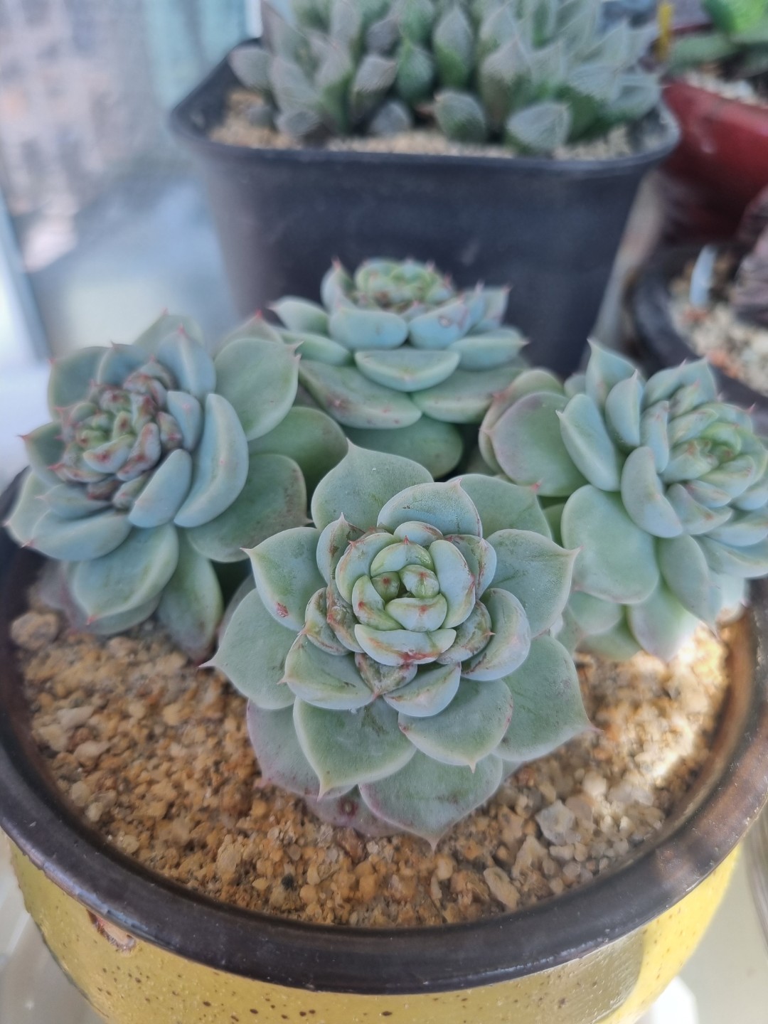 Post image 6