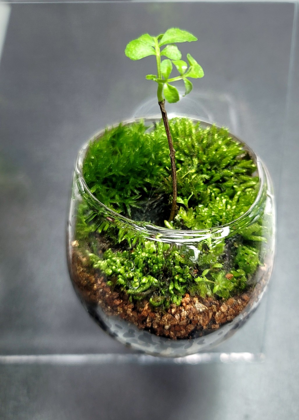 Post image 6