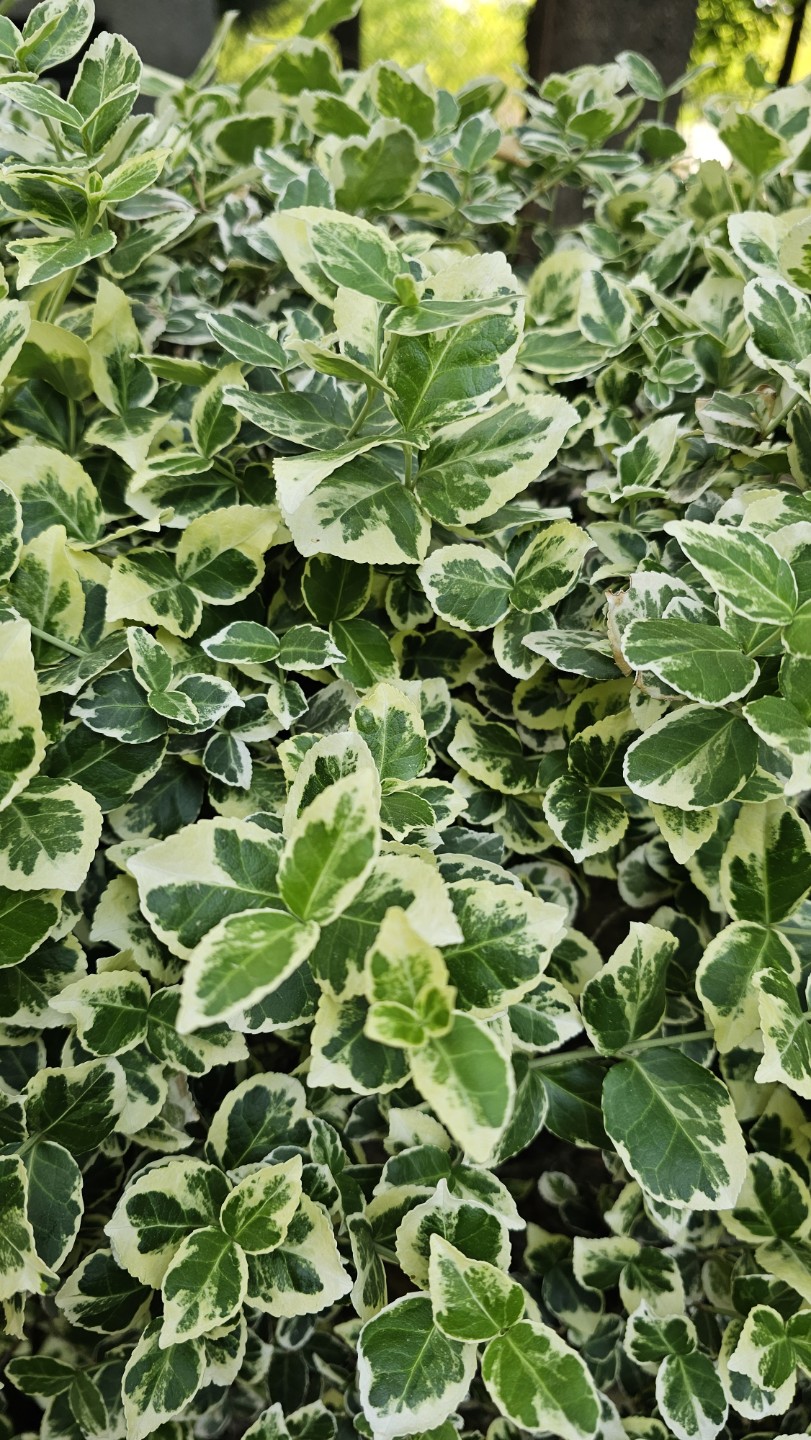 Post image 19