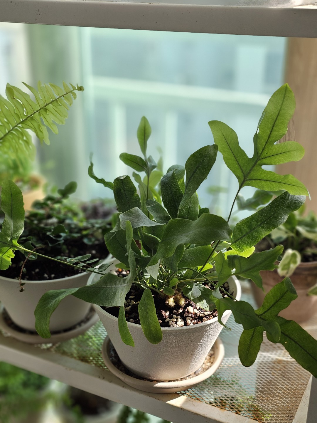 요즘 양치 식물이 예쁘네요~🌿
