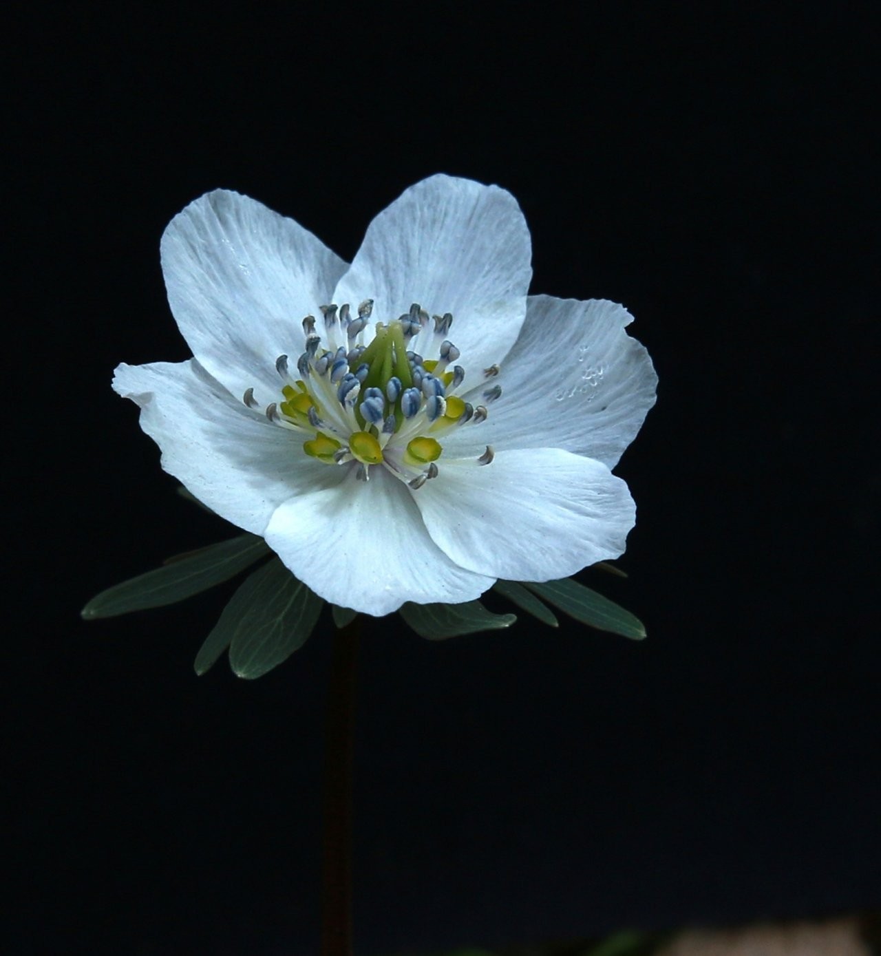 변산바람꽃