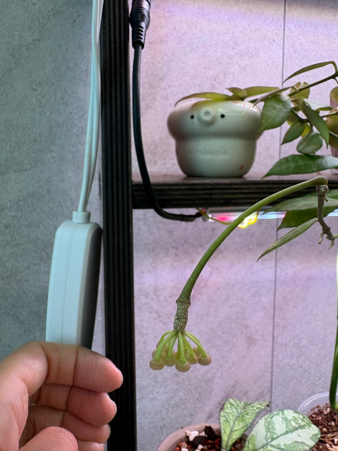 Post image 5