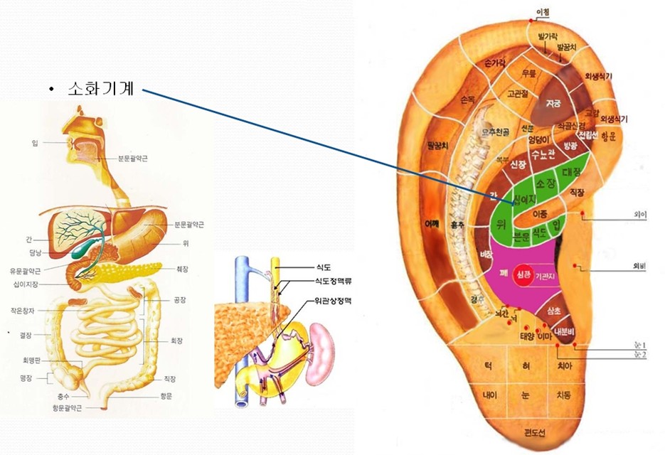 <오장육부>