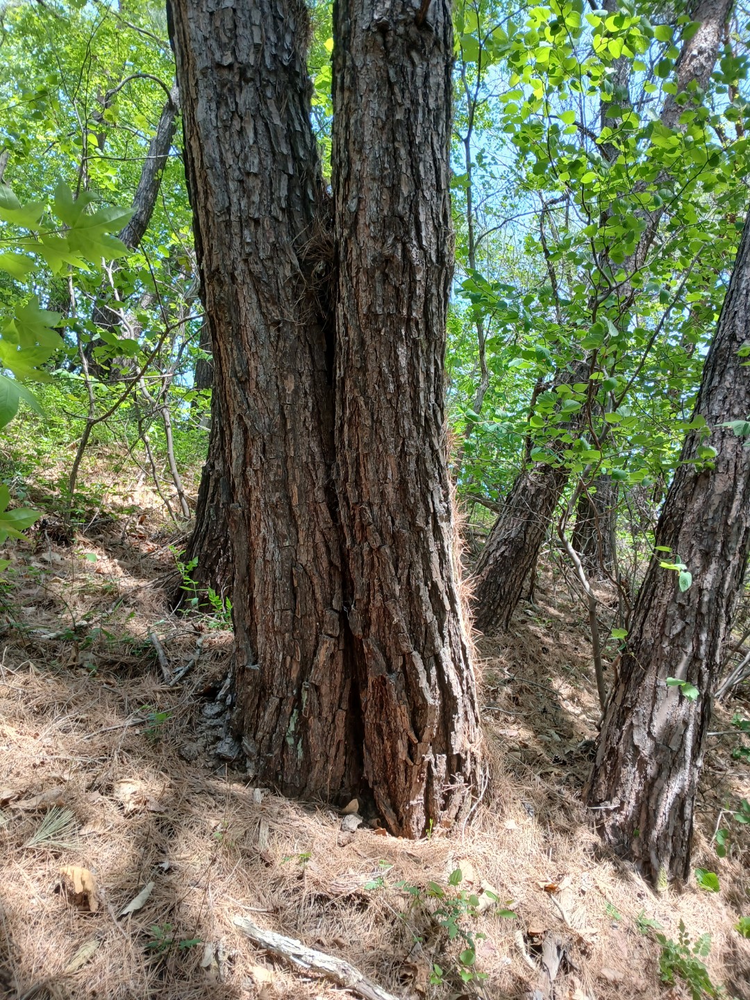 Post image 9