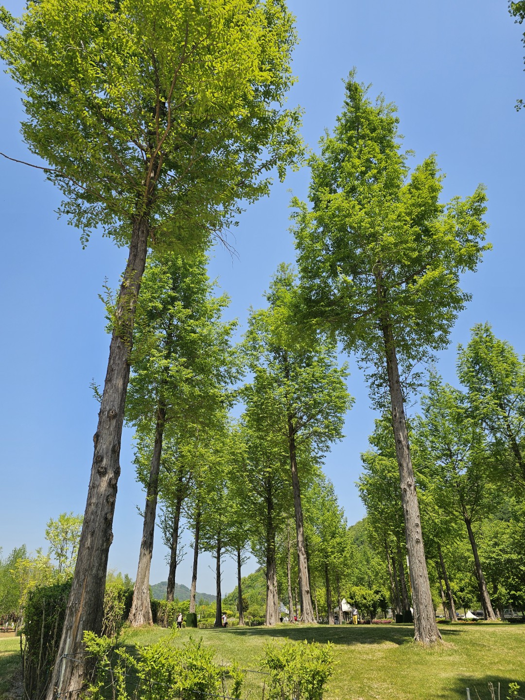 Post image 12