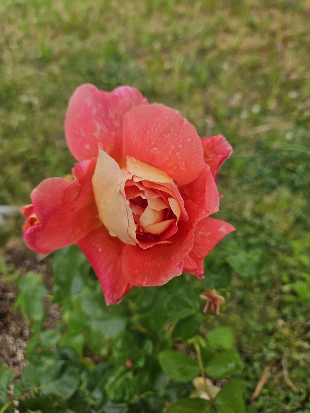 Post image 6