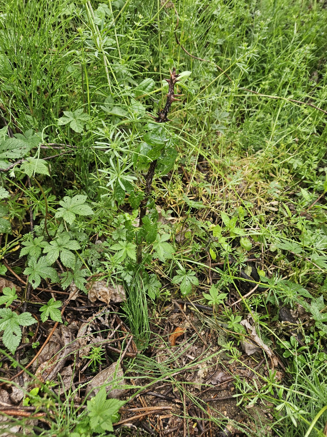 Post image 4