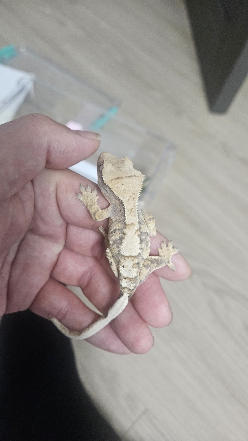 Post image 6